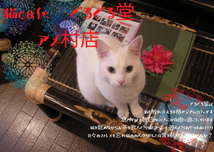 難波 アジアンスタイル 猫cafe ぐるぐる堂 本店が移転 アメ村ど真ん中にリニューアルオープン 2 1 大阪ミナミじゃーなる