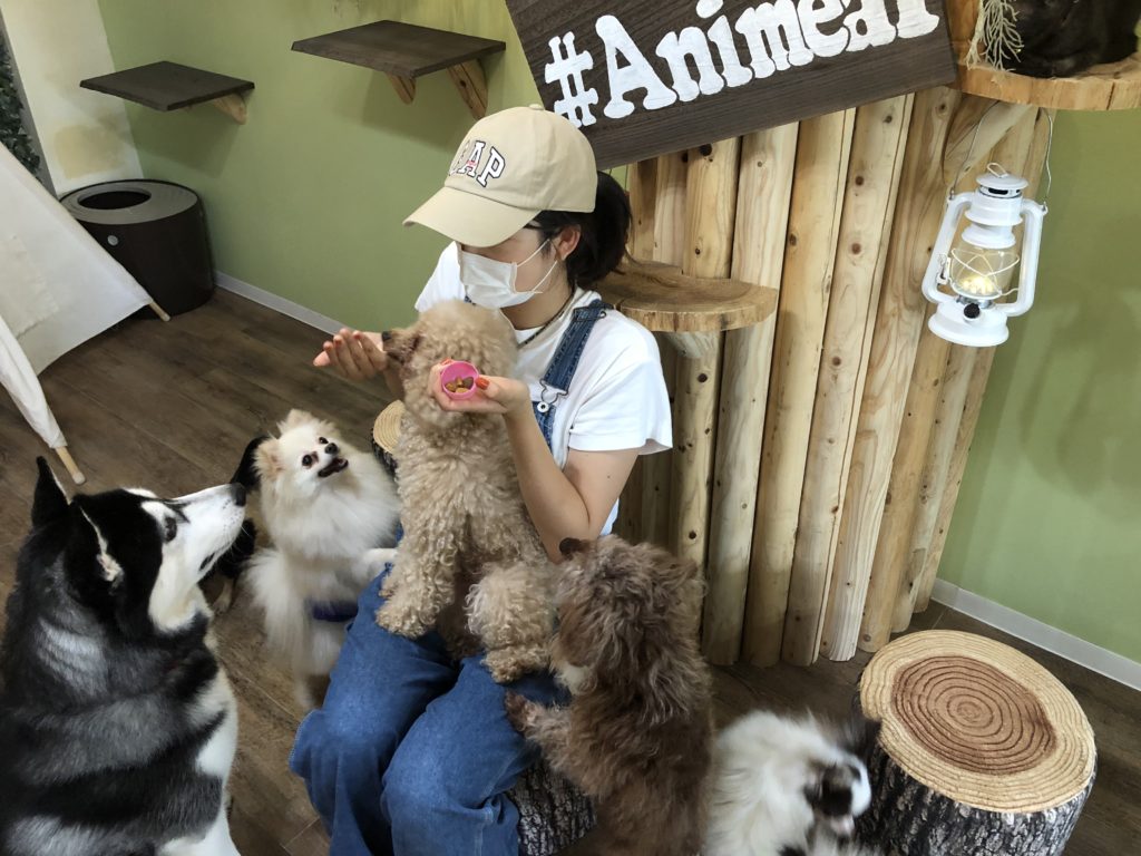 心斎橋・小動物と触れ合えるカフェ「Animeal（アニミル）」で思いっきり癒されてきたよ♪ 大阪ミナミじゃーなる